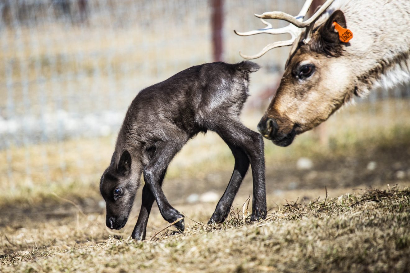 A reindeer calf was born Saturday, April 13, 2019, at the Fairbanks Experiment Farm. She is the third of 12 reindeer calves expected this year at the Reindeer Research Program