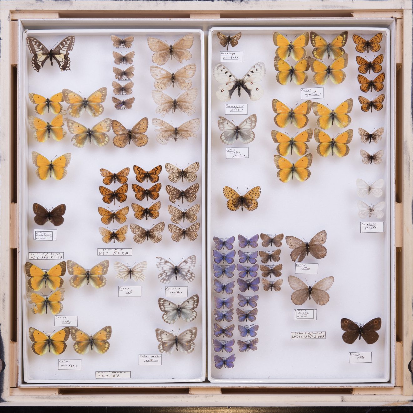 A photo of Russian butterfly specimens from Yakutia, Republic Sakha, Indigirka River, in Kenelm Philip's vast collection. Nina Sikes photo