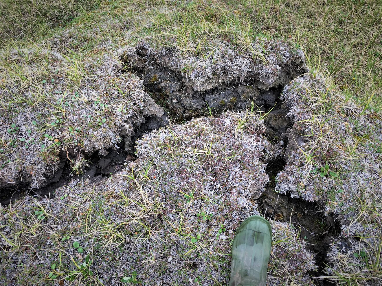 Water pools in recently formed depressions caused by the thawing of ice-rich permafrost in ice-wedge polygon tundra, Deadhorse, Alaska. July 2019. Anna Liljedahl photo
