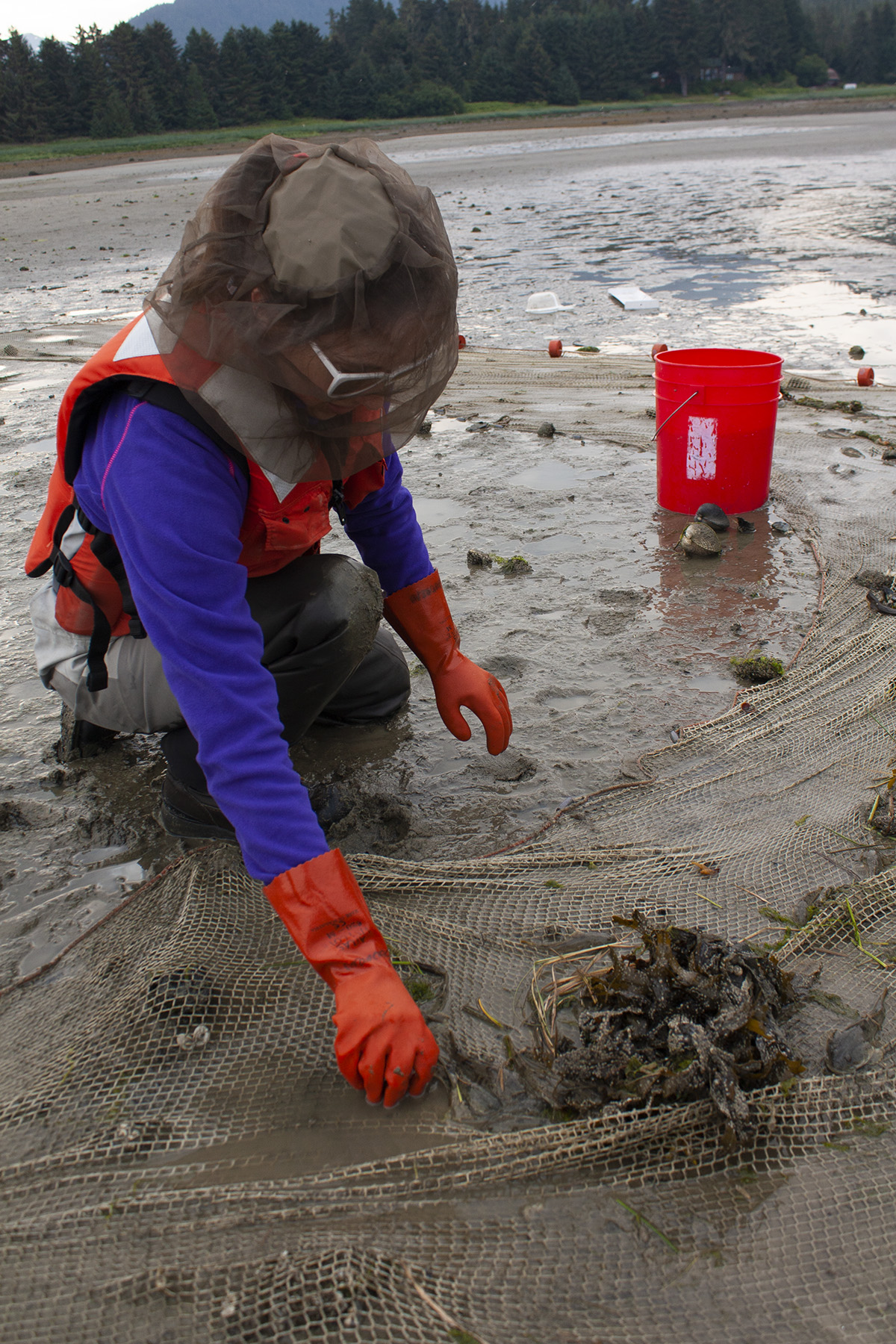 Postdoctoral student Krista OKE sorts through a seine for fish in the Mendenhall River estuary as part of the Alaska NSF EPSCoR Fire and Ice project on July 3, 2019. Photo by Tom Moran/Alaska NSF EPSCoR