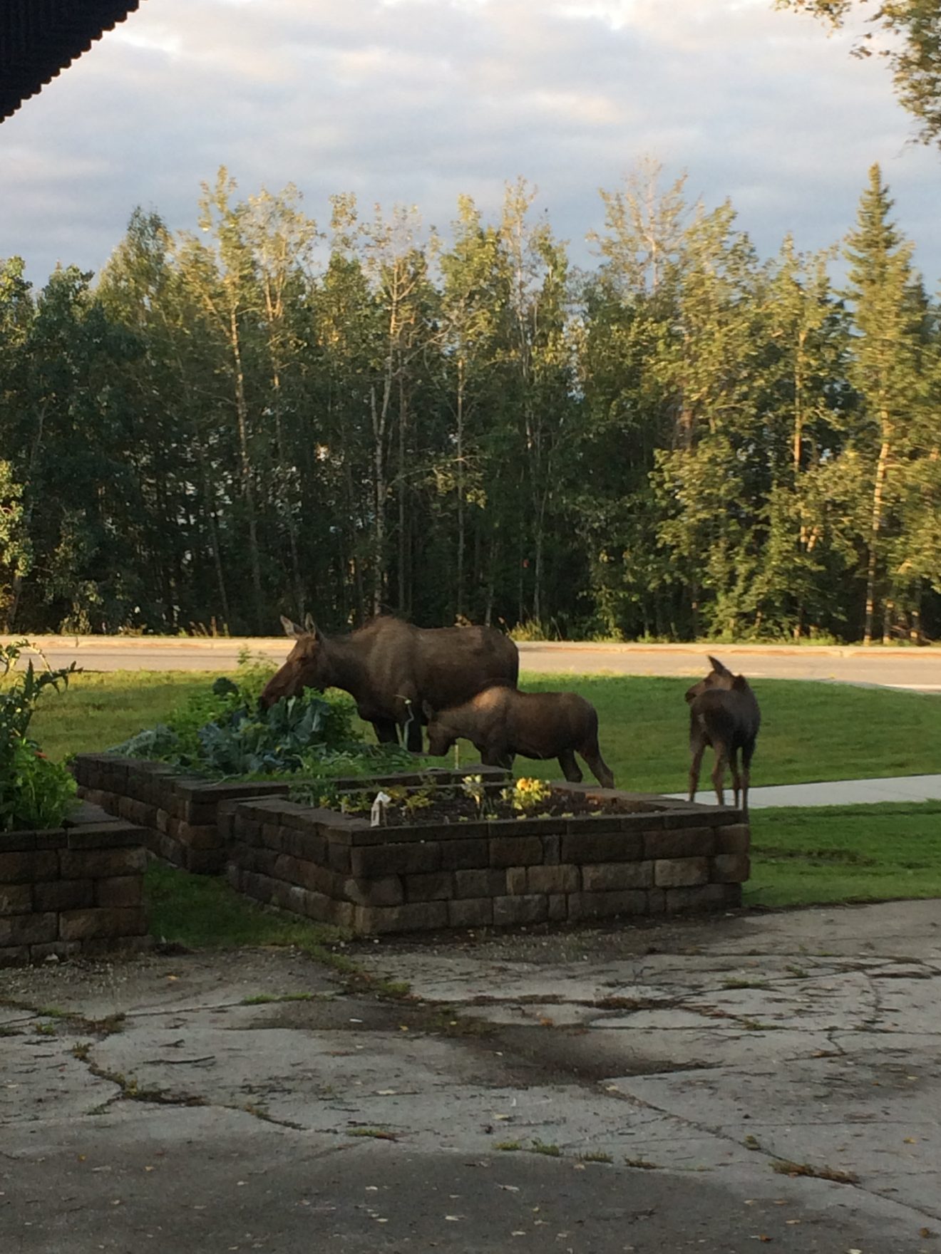 A cow moose and two calves munch on kale and lettuce in the raised garden beds outside the Lola Tilly Commons the morning of Aug. 14.