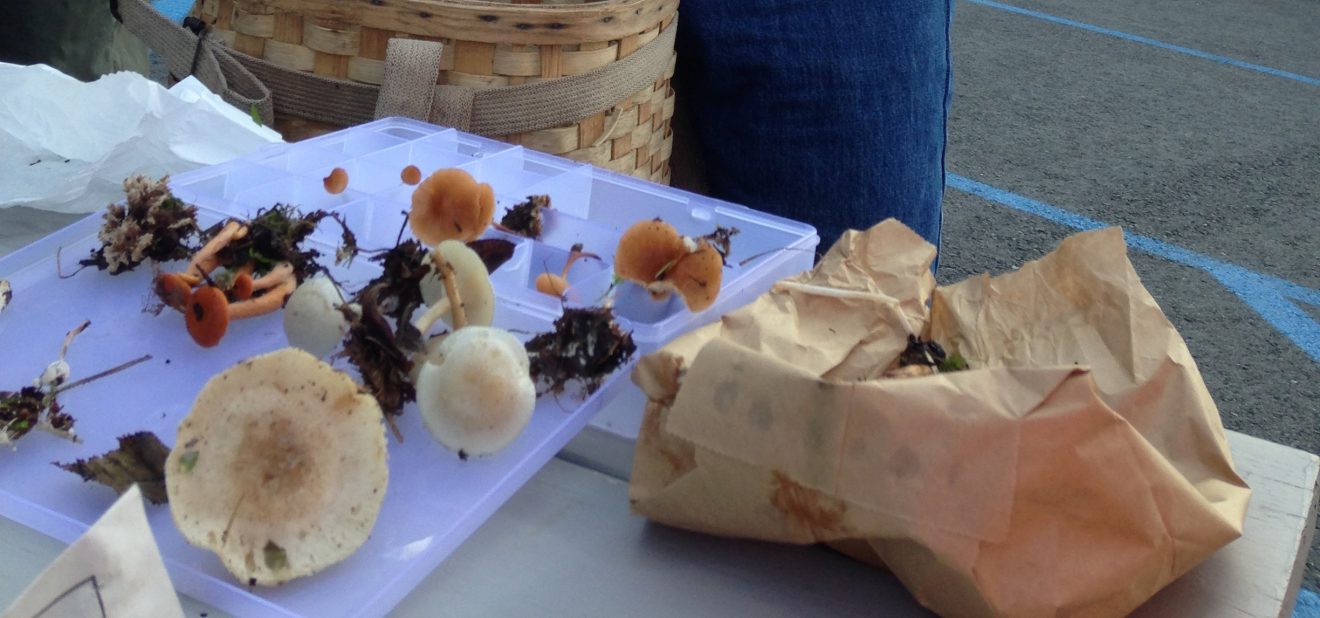 A variety of wild mushrooms on a table.