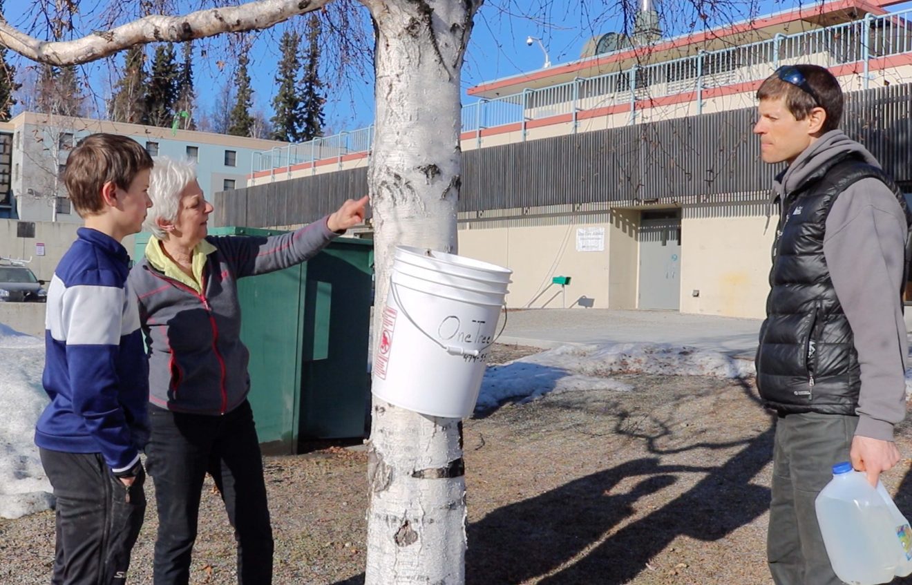 Collecting birch sap on Fairbanks campus