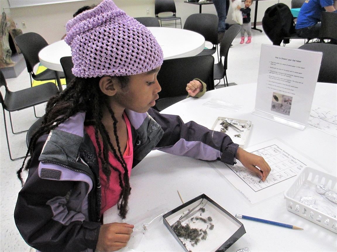 A child sitting at a table dissecting owl pellets.