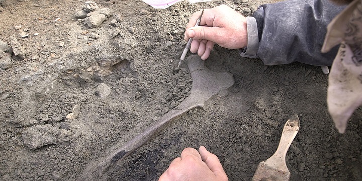 A paleontologist brushes soil away from a fossil during fieldwork on the Colville River in 2014.