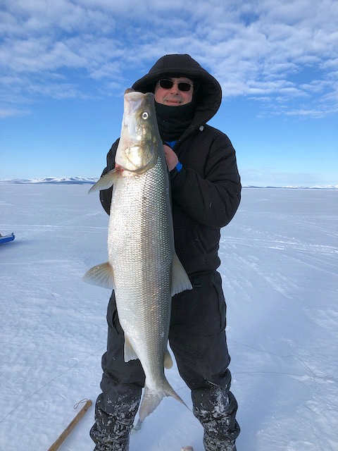 Alex Whiting, the environmental program director for the Native Village of Kotzebue, holds a sheefish pulled from Kotzebue Sound. Photo courtesy of Alex Whiting