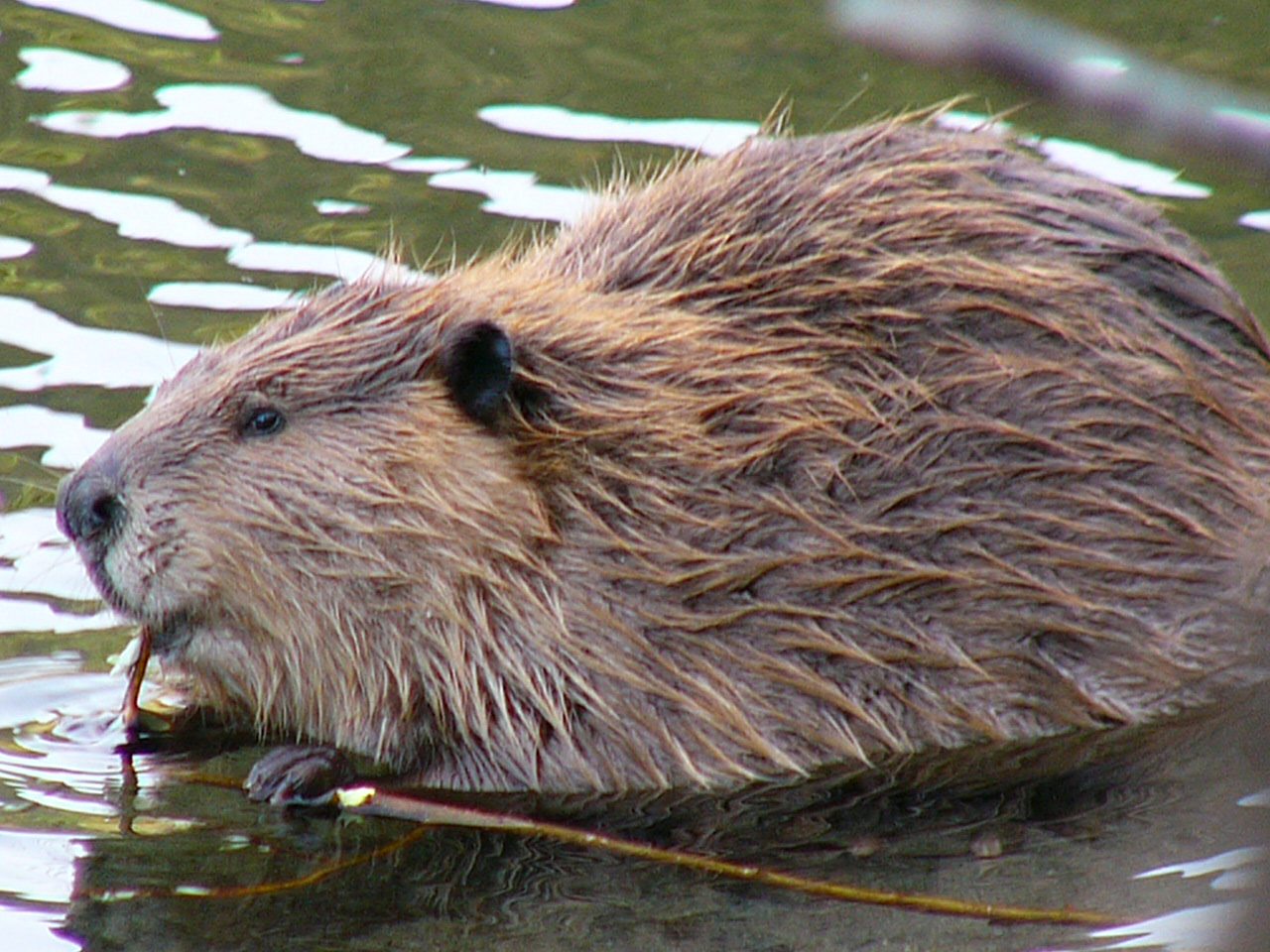 Beavers like this one were once captured in Cordova and released in Kodiak, to establish a population there. Photo by Frank Zmuda, Alaska Department of Fish and Game