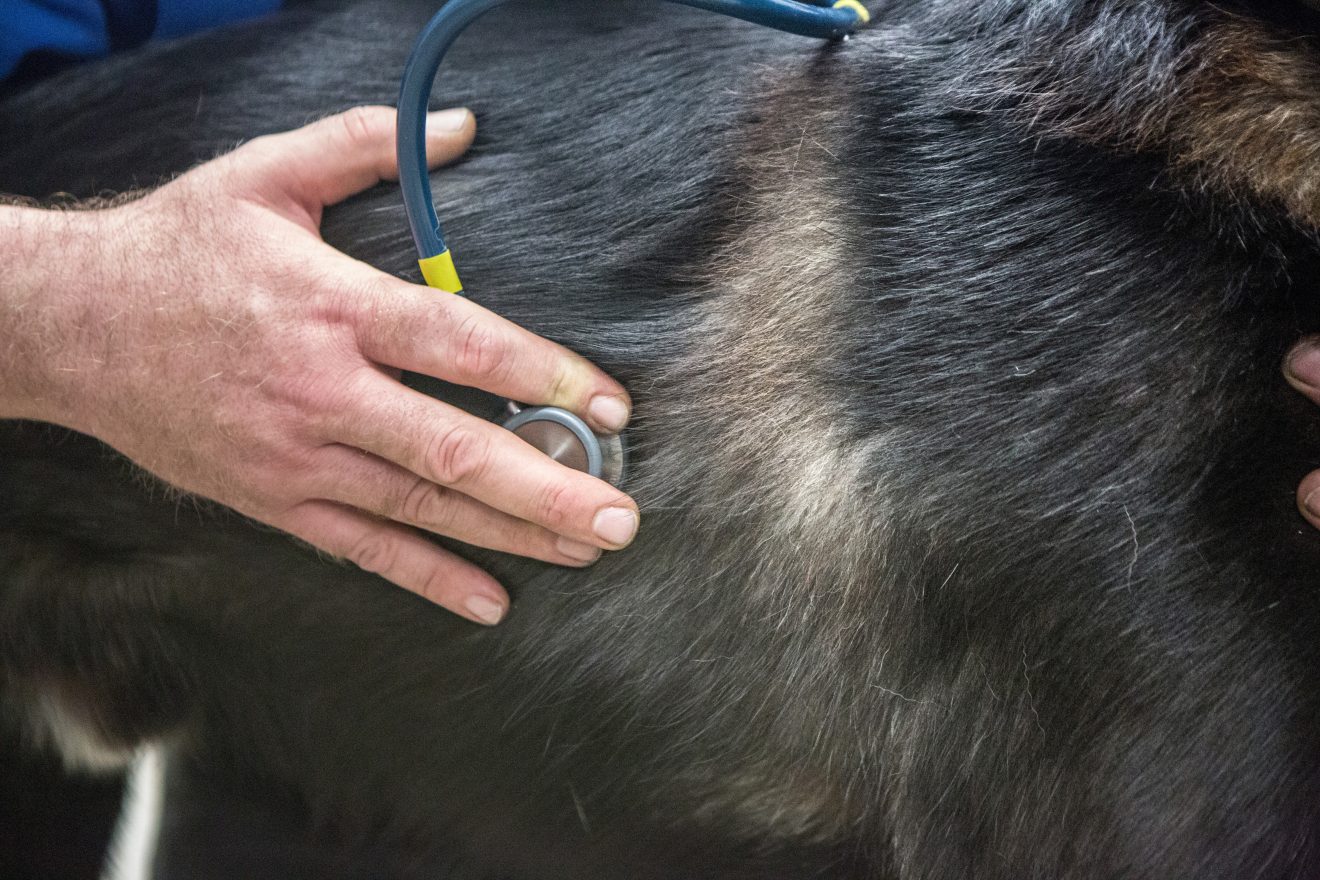 A University of Alaska Fairbanks veterinary student performs a checkup on a dog before the 2018 Yukon Quest. A new grant-funded Bethel-based program will offer vet services and student training in the region.