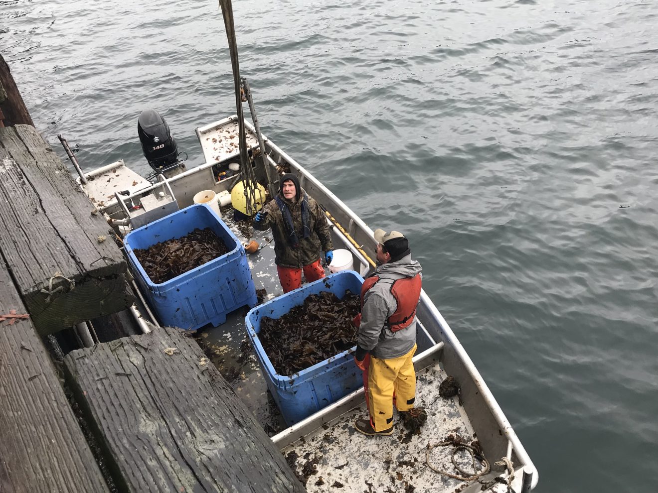 Seaweed farmers in Alaska gear up for large haul