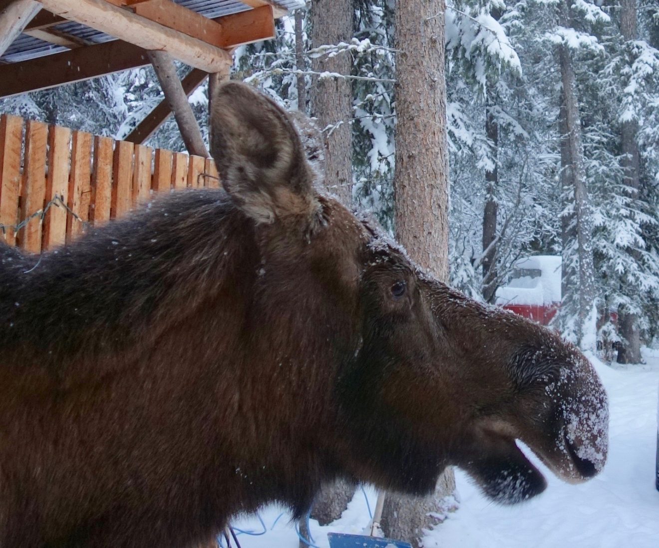 What’s the purpose of a moose’s long nose?