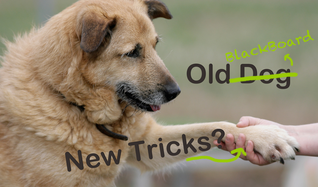 Dog shaking its paw with someone, to illustrate an old dog learning a new trick