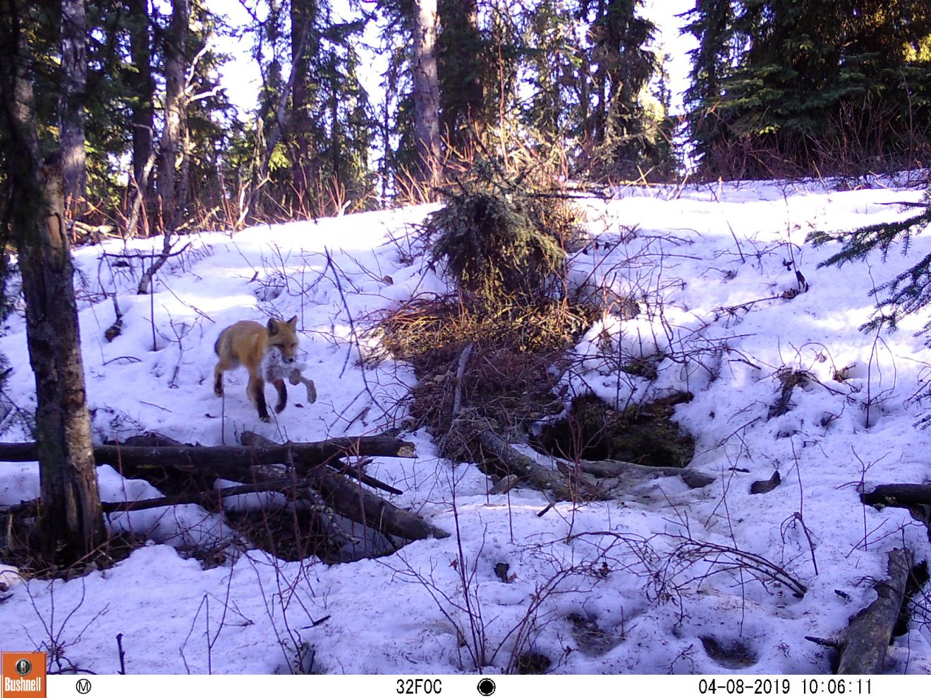 The secret life of a red fox family