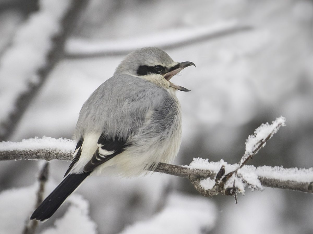 The northern shrike: songbird like no other