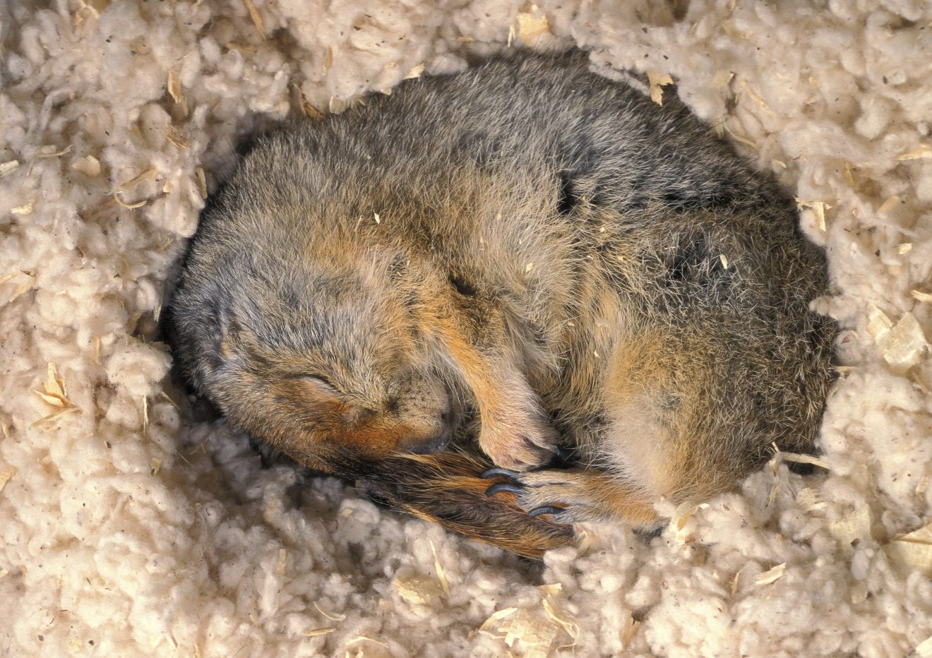 Sleeping ground squirrel curled up in a nest of soft, light-colored material.