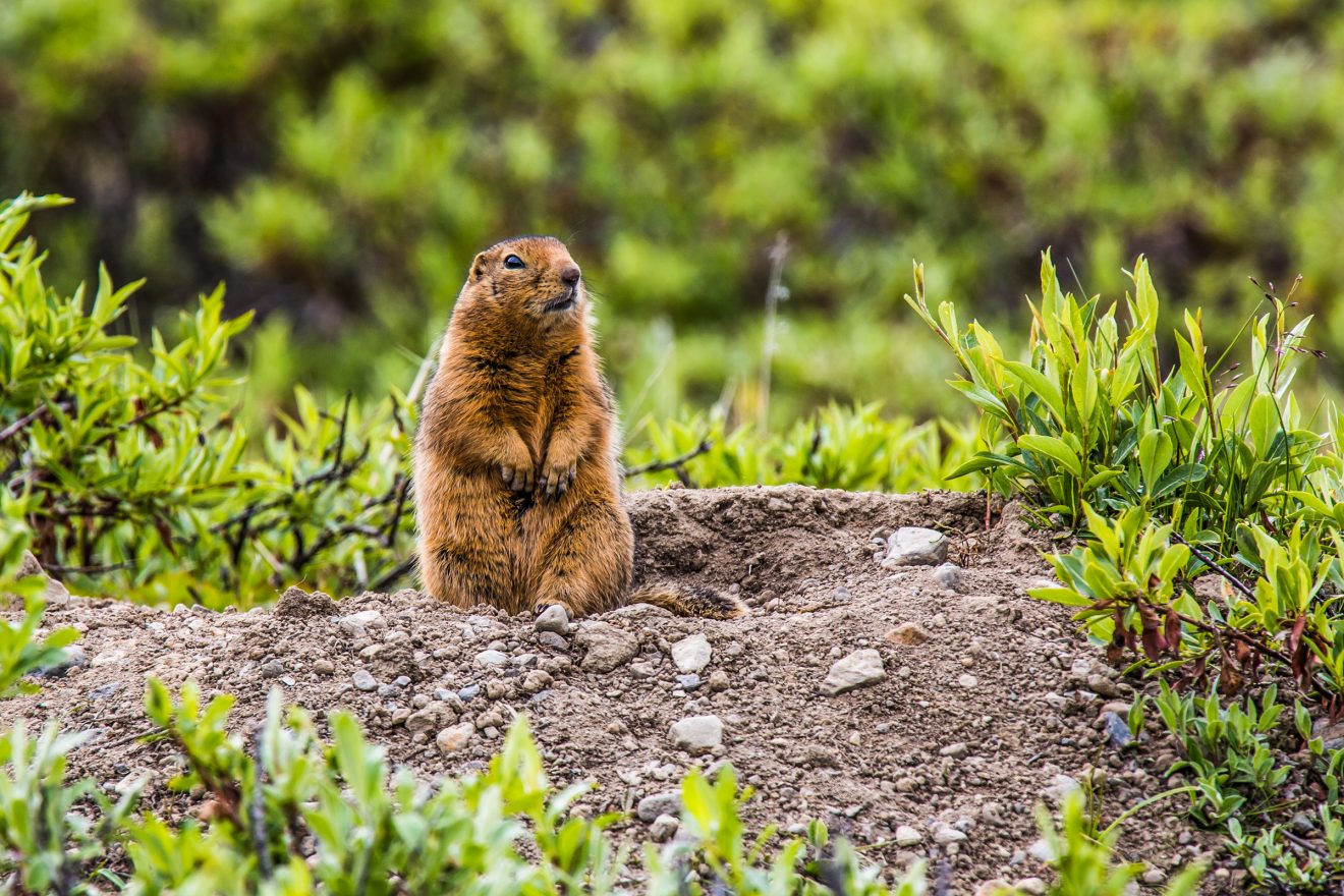 A ground squirrel sits on top of a small gravelly rise surrounded by low-growing willows.