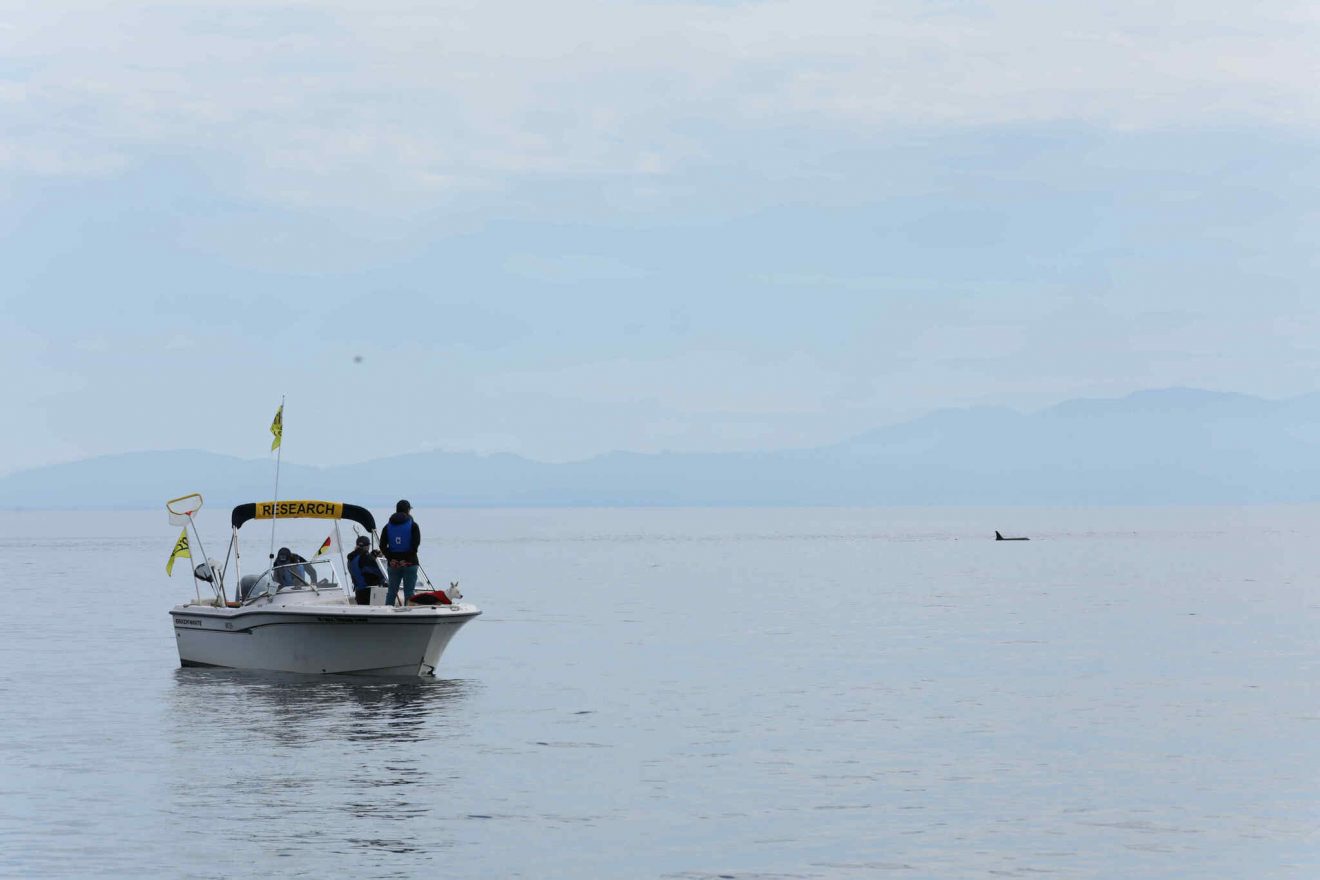 Picture of a small boat on the ocean with mountains in the distance. Three people are on the boat, looking at what appears to be the back and dorsal fin of a small whale or porpoise.