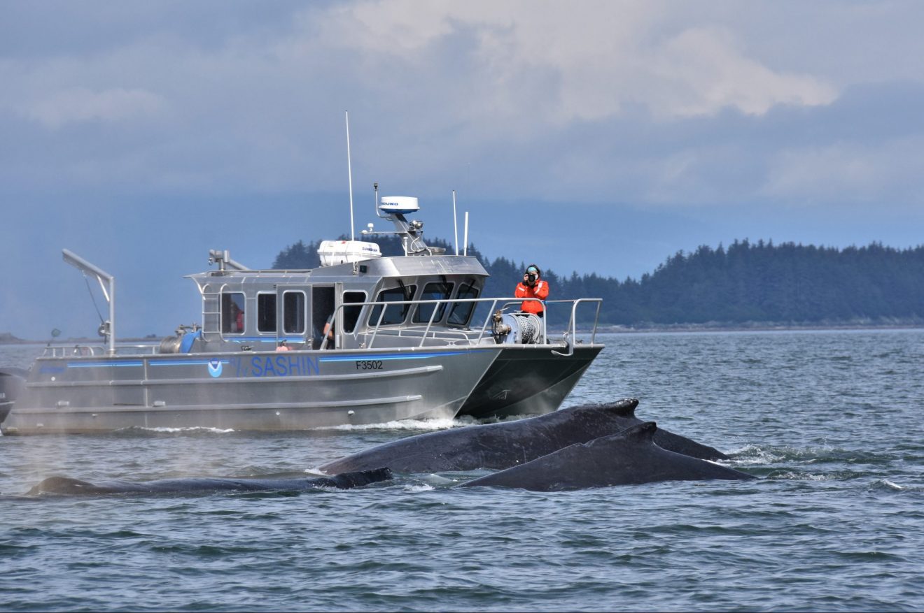 Canceled tour season allows study of undisturbed humpback whales