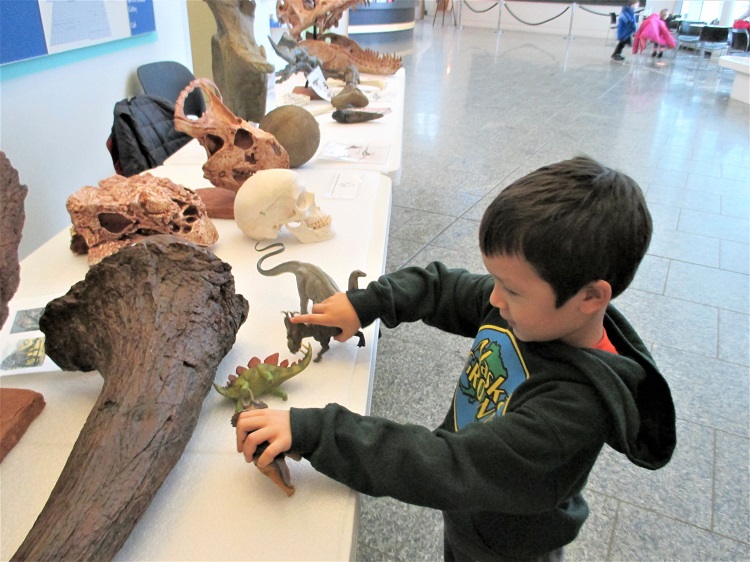 A child playing with dinosaurs on a table full of fossils