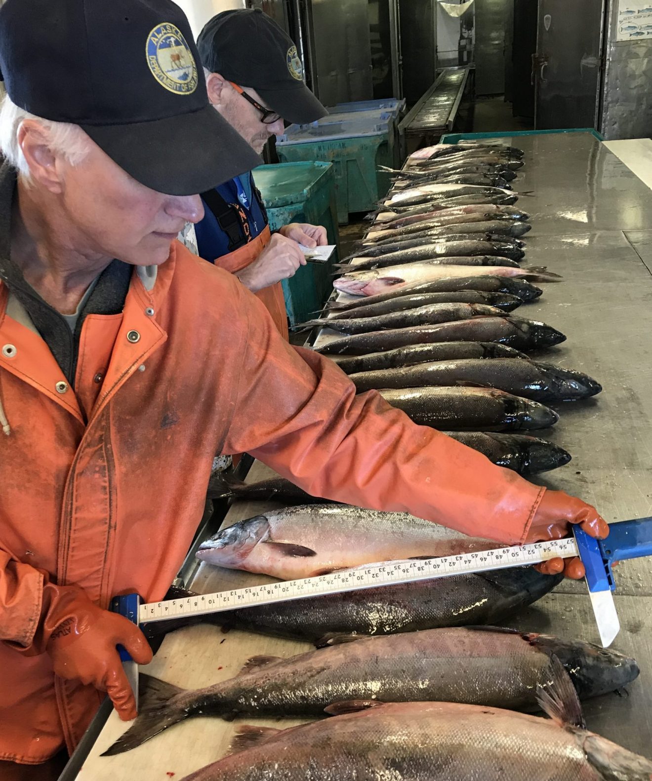 Salmon across Alaska getting smaller, impacting people and ecosystems