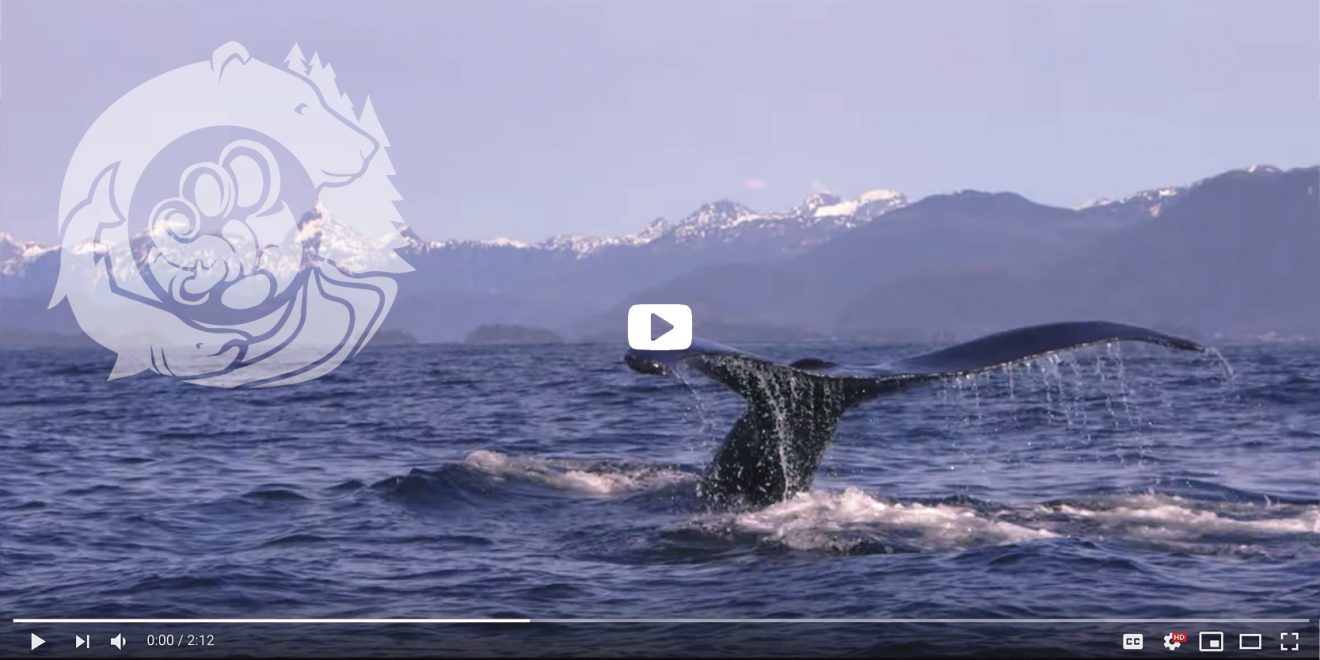 Screen shot of a whale's tail disappearing into the ocean, with the One Health graphic superimposed and a play button icon in the middle of the screen.