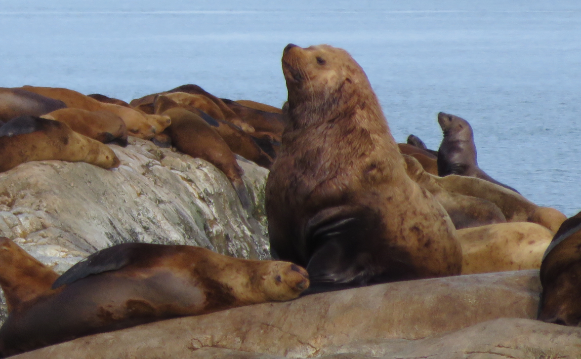 Steller sea lions and mercury