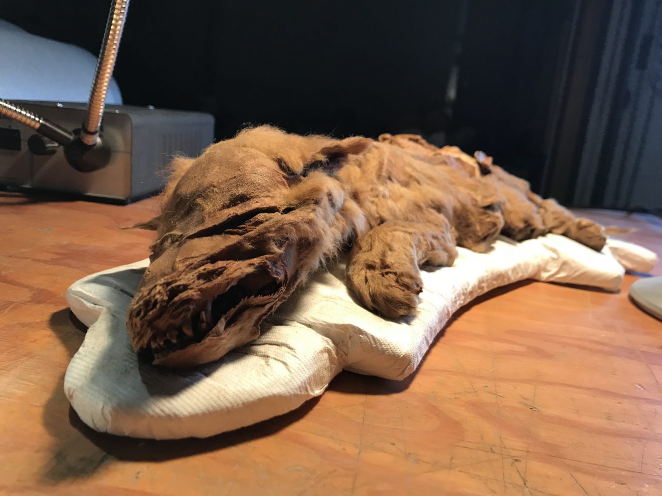 Photo by Grant Zazula. The mummified remains of Zhur, an ancient mummified wolf pup found in the Yukon, Canada.