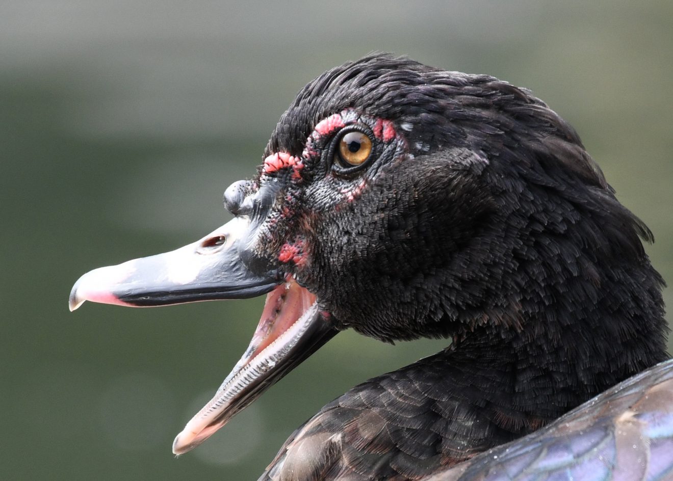 Photo by Grayson Smith/U.S. Fish and Wildlife Service. Muscovy ducks are among the bird species that an international research team studied as part of a project to track and predict avian influenza.