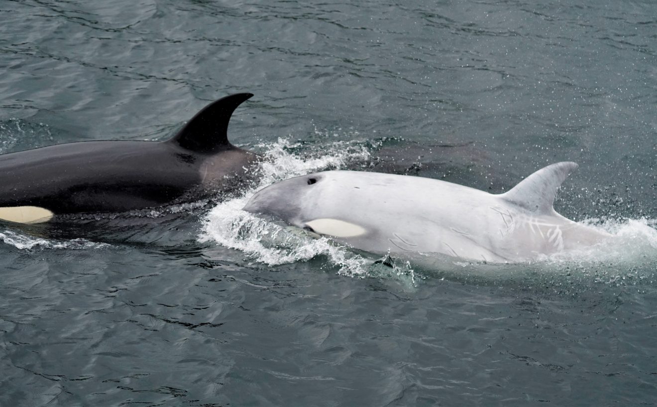 White killer whale spotted in Southeast Alaska