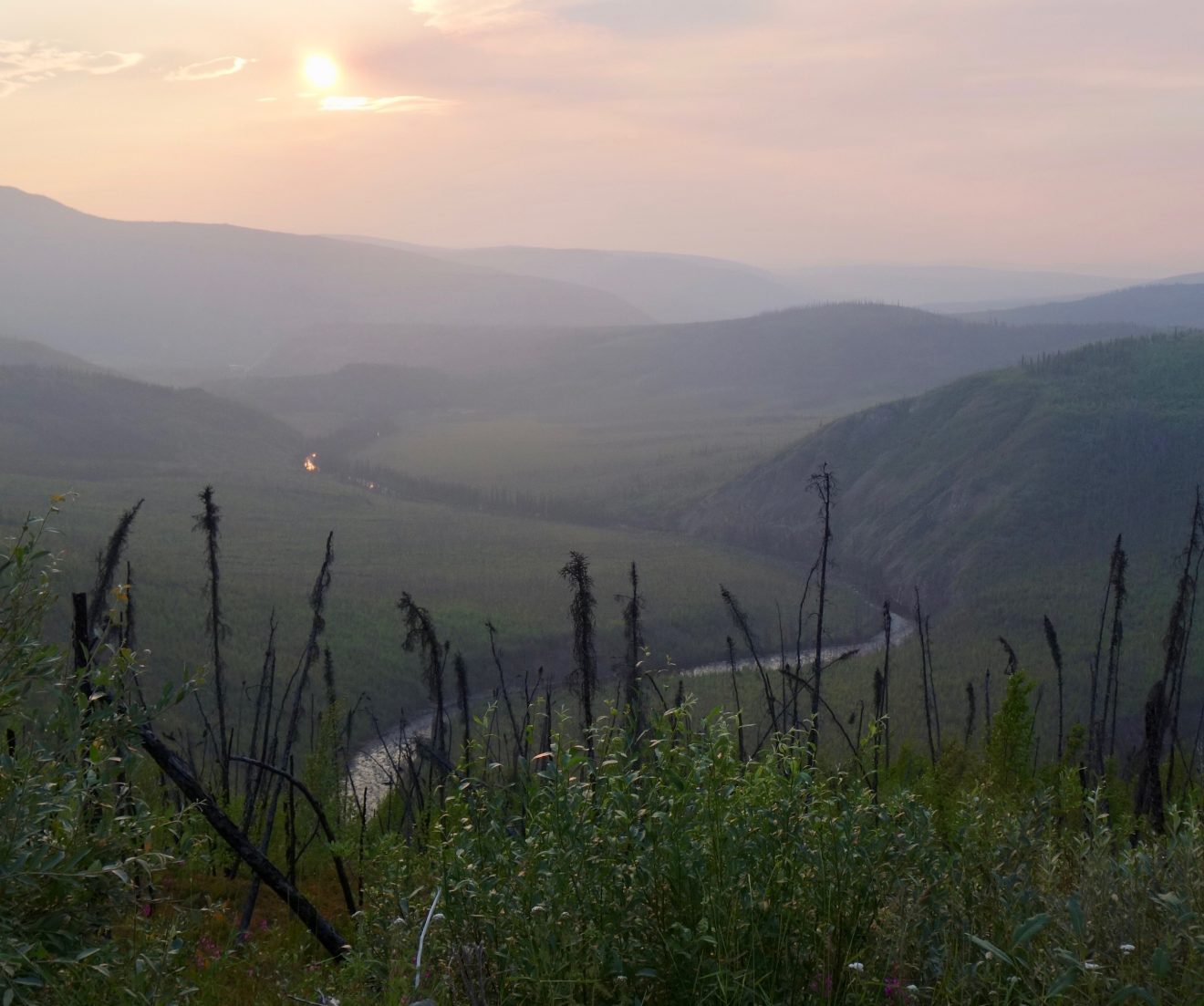 An orange sun shines through thin high clouds and a smokey sky above. A river winds through rolling hills in the distance. In the foreground are new green willows sprouting between older burned but still-standing dead black spruce trees.