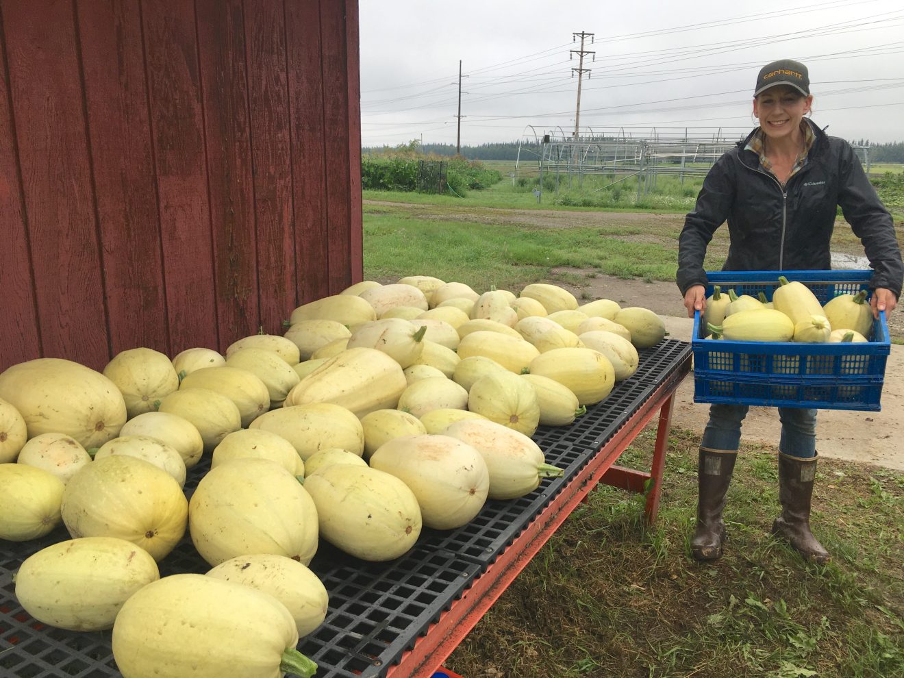 A woman holds a crate full of spaghetti squash and stands next to a long table filled with more spaghetti squash.