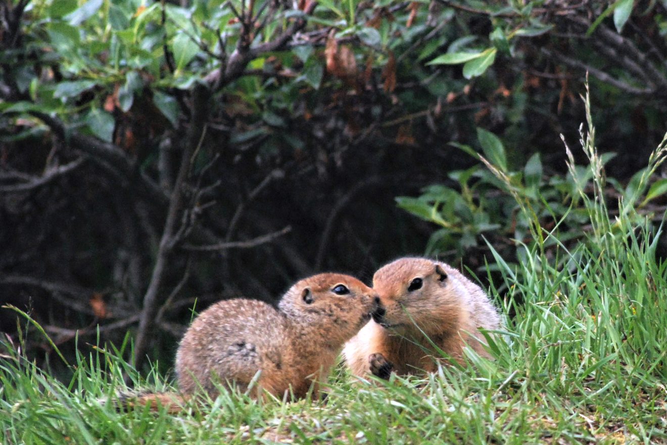 Free-range Arctic Grounds Squirrels in the northern Brooks Range during summer. Photo by Rhiannan William.