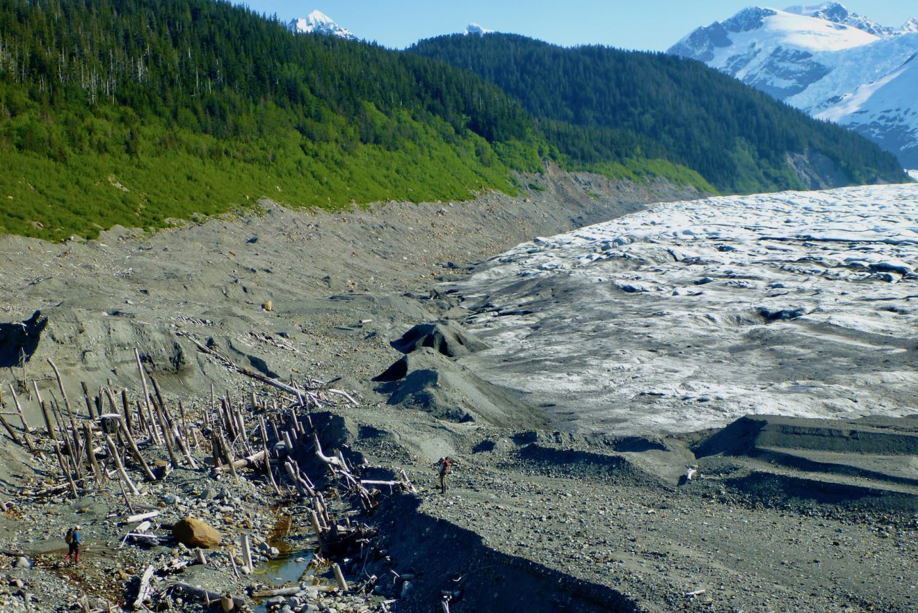 ‘Ghost forest’ got run over by a glacier