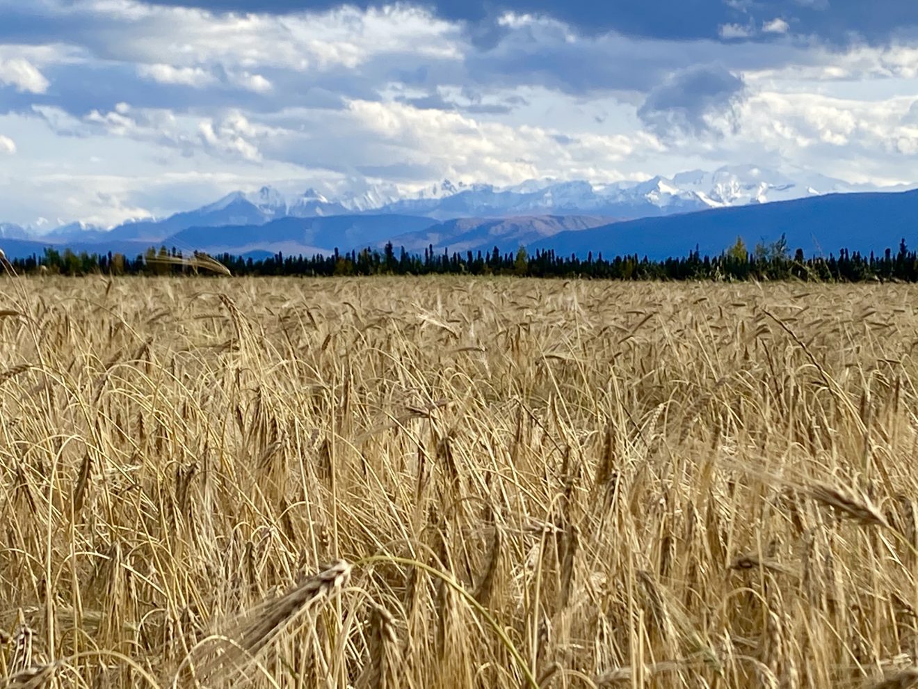 Barley field in Delta Junction