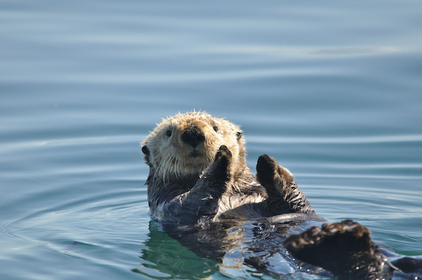 National Park Service photo. Children can discover sea otters and other marine mammals during virtual family programs in May.