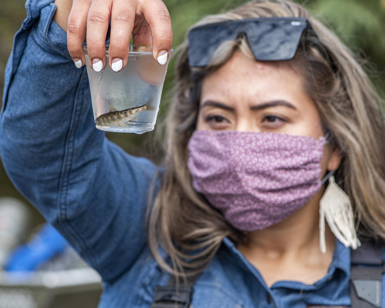 UAF researcher Michelle Quillin examines a juvenile Chinook salmon sampled from the Chena River, August 21, 2020. Photo by Seth Adams/Seth Adams Photography