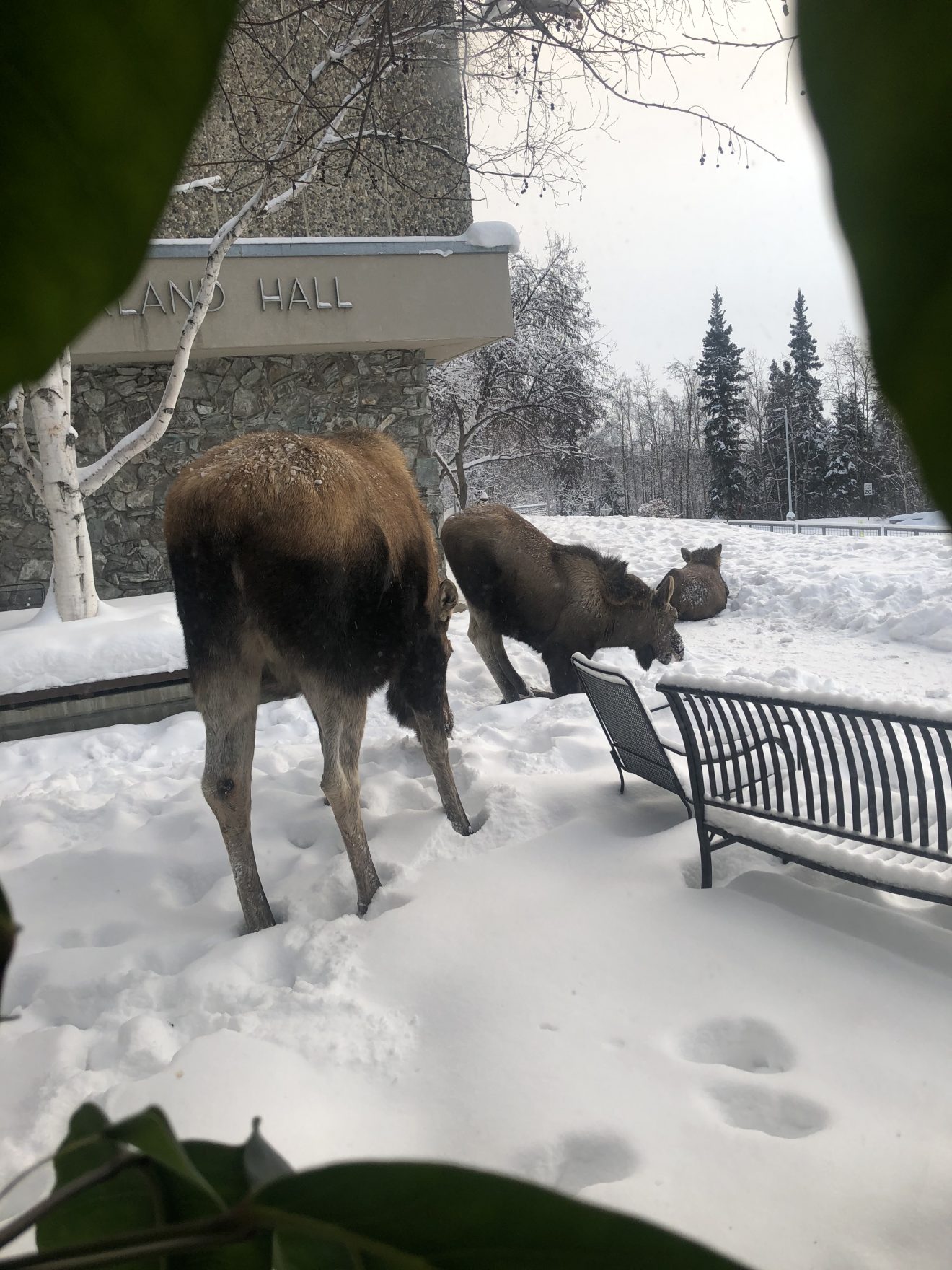 Three moose: one standing, one kneeling, one lying in the snow. Curtains and part of an indoor plant can be seen in the foreground.