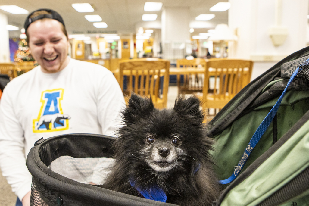Small cute dog in a baby stroller stares at the camera. A student in the background laughs and smiles at the dog.