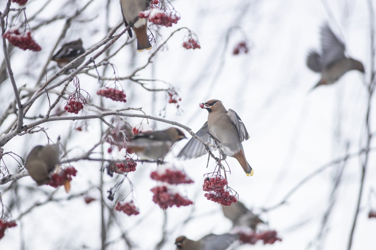 A flock of birds gather red berries in the winter.