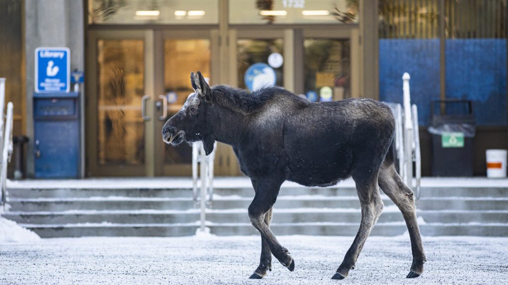 A moose walks by the Rasmuson Library steps.