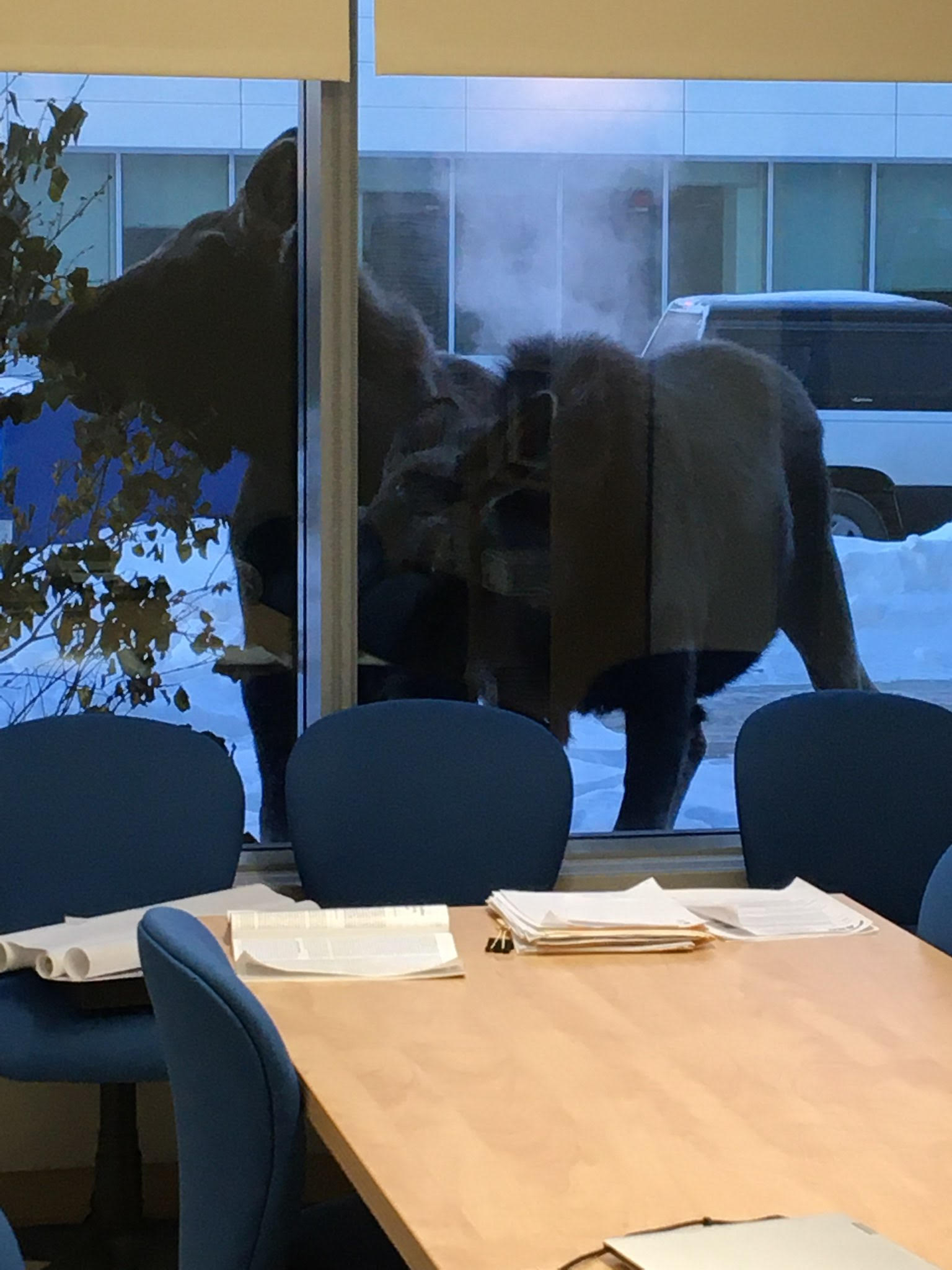 Two moose seen through the window of an office building. They're browsing on a bush but it also looks like they might be trying to peer inside the office.
