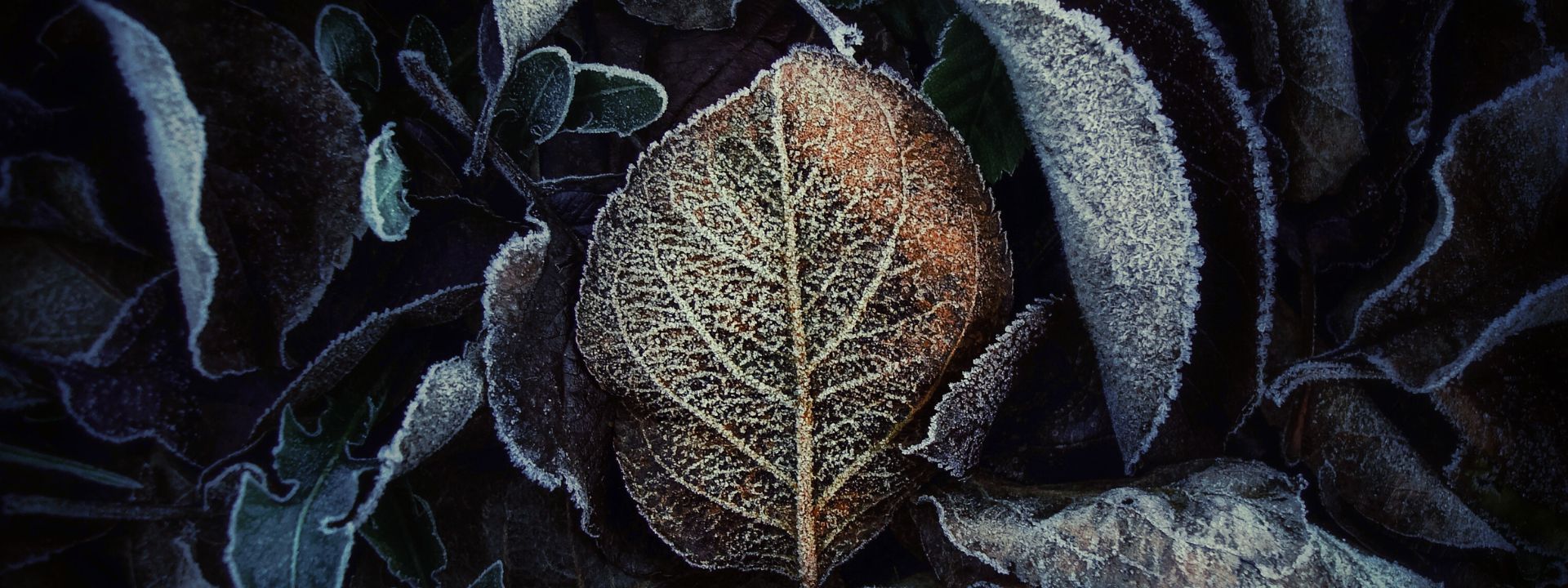 frosted leaves by Eugene Golovesov