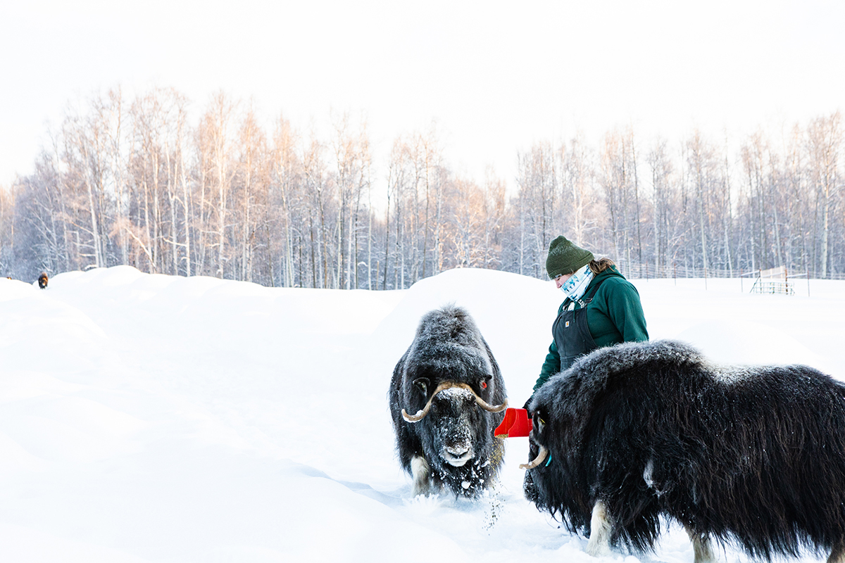 A student caring for musk ox in the winter. UAF photo by JR Ancheta.