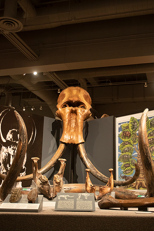 UA Museum of the North Mastodon exhibit. UAF photo by Leif Van Cise