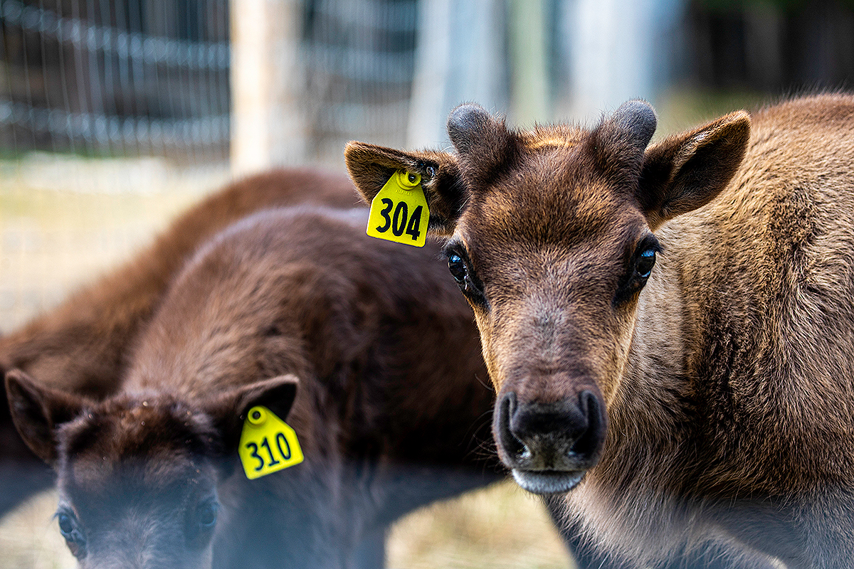 UAF's Large Animal Research Station (LARS) hosts the annual birthday bash to celebrate the welcoming of musk ox and reindeer calves on Saturday, May 20, 2023. UAF Photo by Marina Santos.