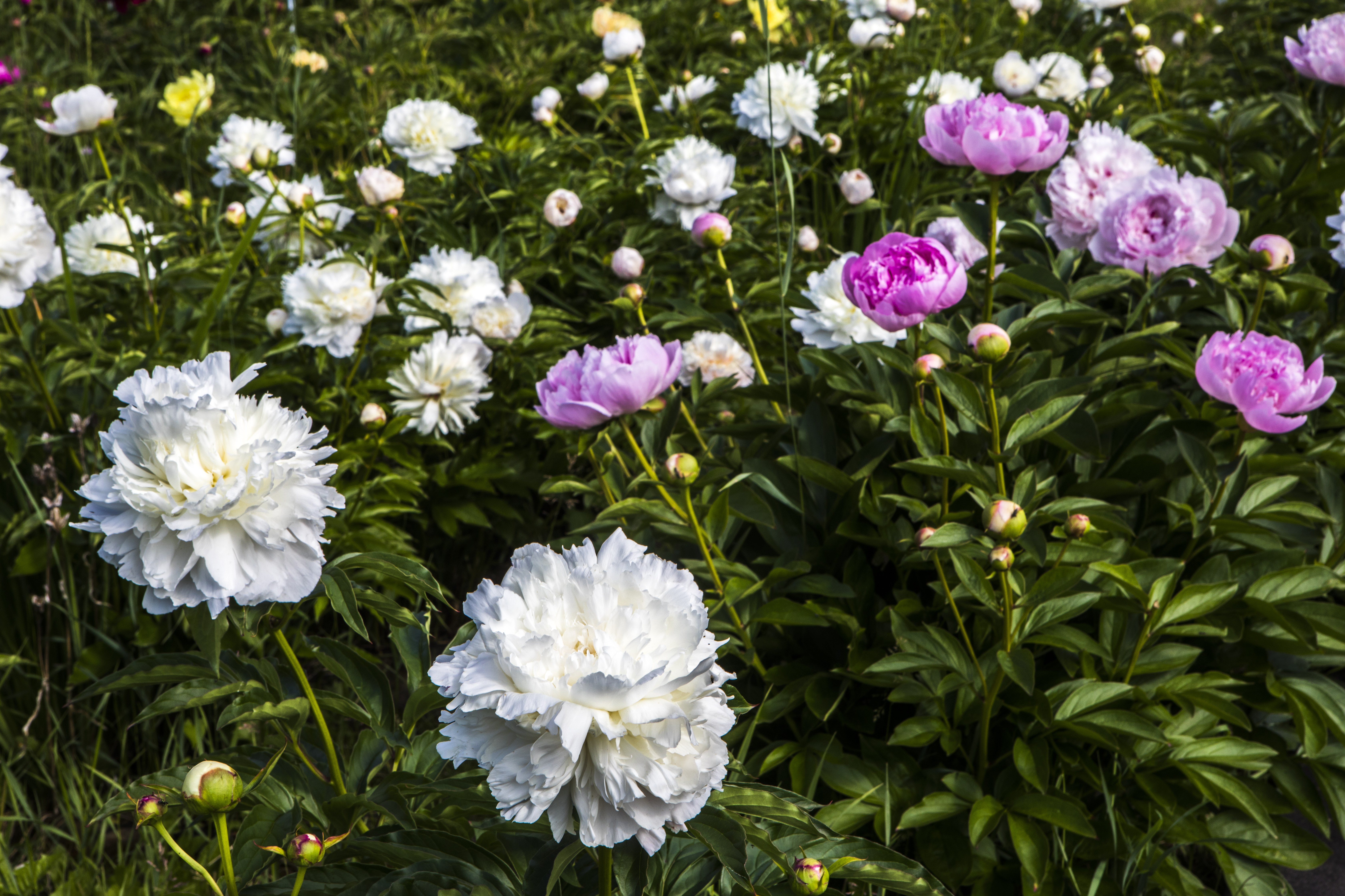 Peonies bloom at the UAF Georgeson Botanical Garden. UAF photo by JR Ancheta.