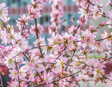 Blossoms adorn a crabapple tree on the Fairbanks campus