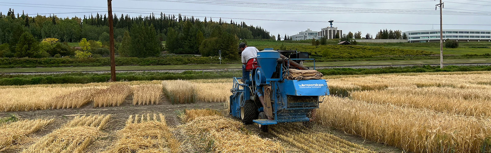 Person on columbine harvesting wheat at UAF experimental farm.