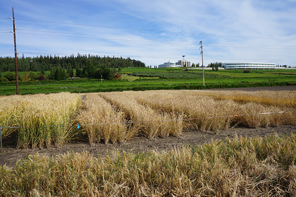wheat crop in UAF farm fields