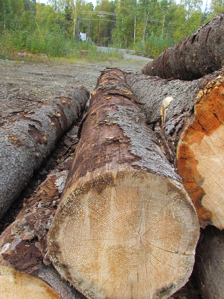 Logs killed by spruce beetle