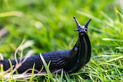 A black slug.